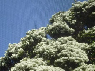 Image from 'Melaleuca Linariifolia'